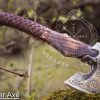 RK-353 Custom Gift Forged Carbon Steel Viking Axe with Rose Wood Shaft, Viking Bearded Camping Axe, Best Birthday&Anniversary Gift For Him - Image 7