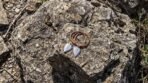 Two Damascus arrowhead pendants with tan leather cords resting on a large weathered rock outdoors