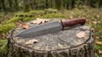 Damascus dagger with red wood handle resting on a mossy tree stump among fallen oak leaves