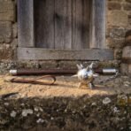Hand forged high carbon steel medieval flail with spiked ball and chain, close view of the head on a sunlit stone step