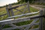 Norse sword with brass cross and bone white grip resting on a gate post, white scabbard with brass chape below
