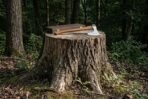 Polished steel bearded axe laid across a wide tree stump beside its closed hardwood gift box in dense woodland