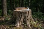 Rune engraved 1095 steel bearded axe with a hickory haft resting on a broad tree stump beside its carved dark hardwood presentation box in woodland